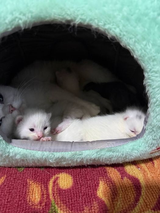 Продается Кошка с котятами