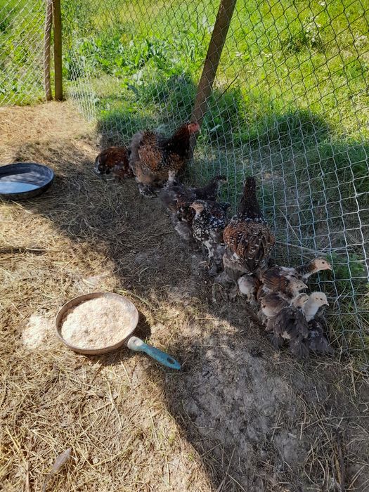 Vind pui  și ouă brahma portelan  și bobat