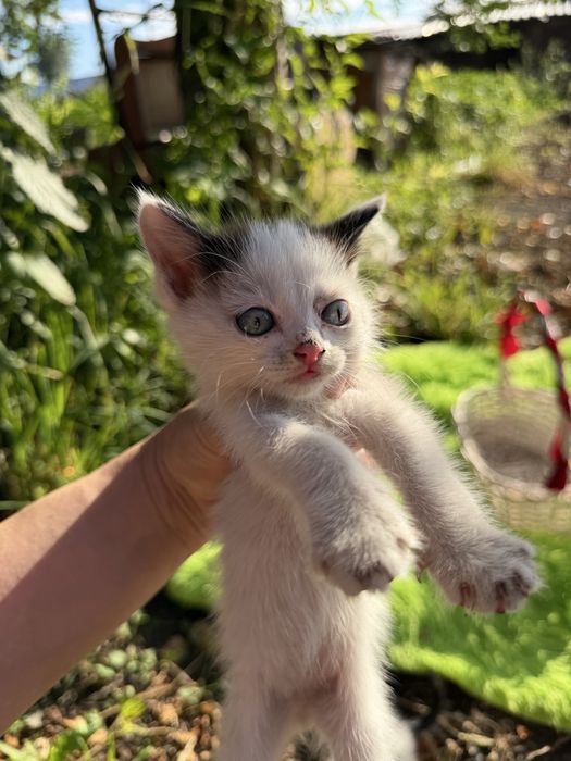 Котята мальчики