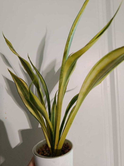 Сансевиерии разных сортов