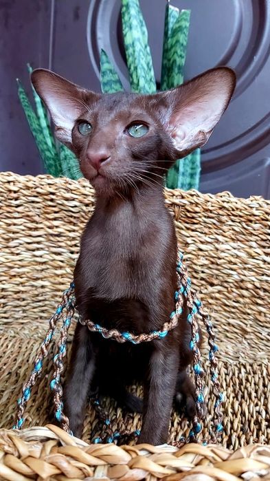 Ориентальный Котёнок ШОКОЛАД