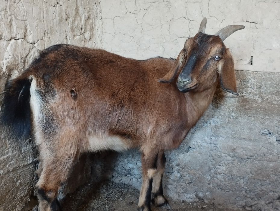 Нуб шыбштар сатылымда