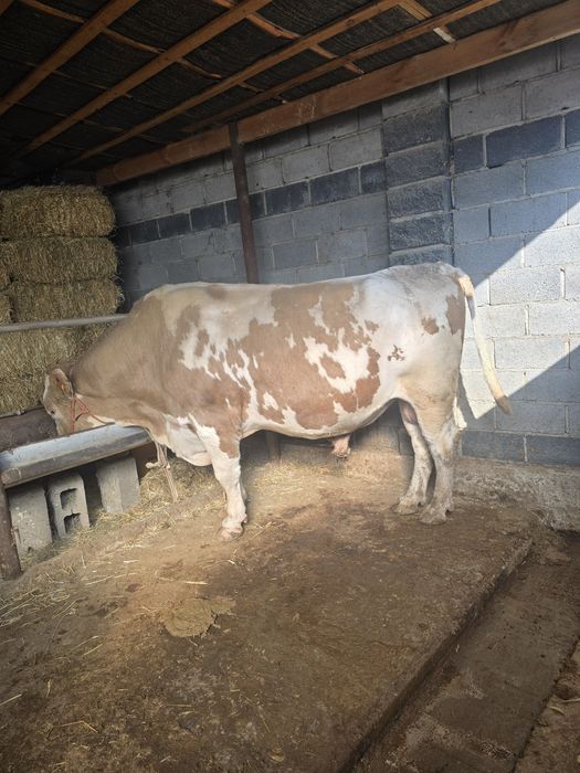 Бұқа            .