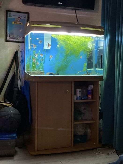 Аквариум из москвы.
