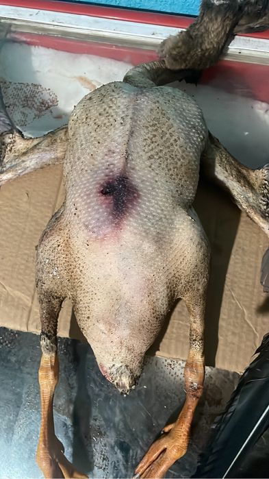 дикие гуси в пуху