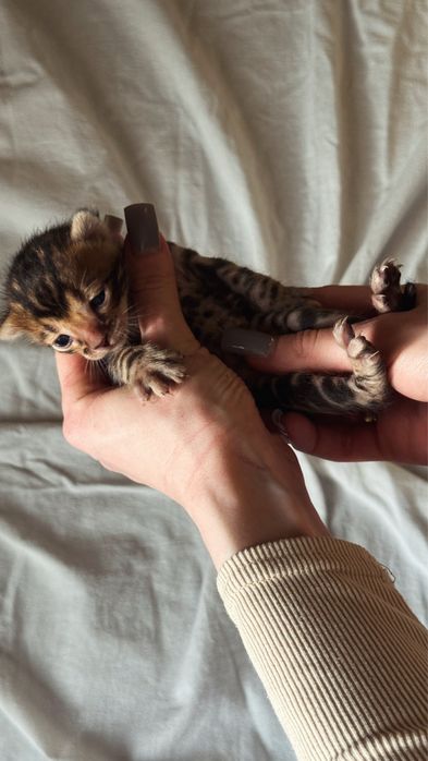 бенгальские котята