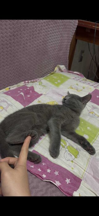 Отдам котенка БЕСПЛАТНО