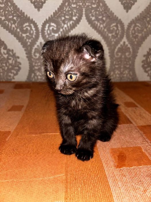 Продаю веслоухих котят!