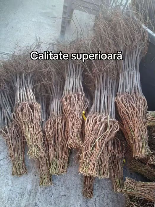 Vand butasi vita de vie fraga alba,capsunica,ananas