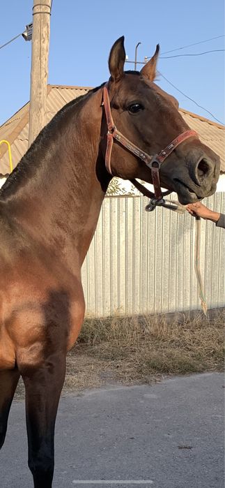 Конь 4 года Арловец