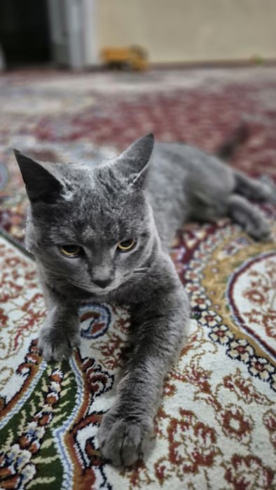 Мушук  сотилади!