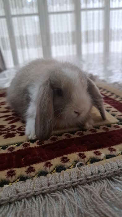 Кролик декративный