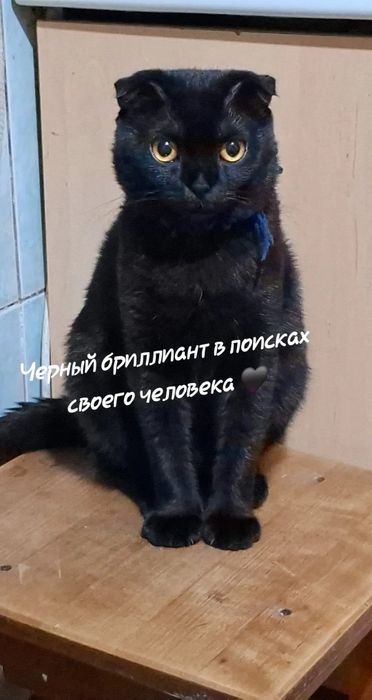 Срочно Ищем семью для этого статного парня.