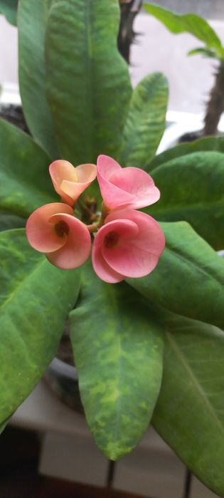 Молочаи эуфорбия