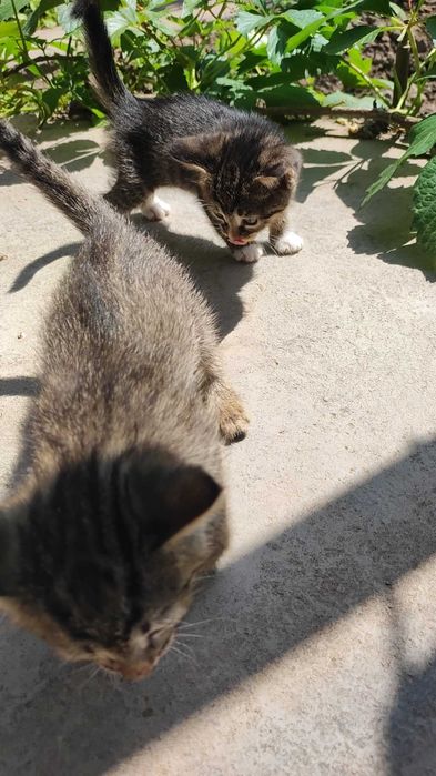 Отдам даром в хорошие руки