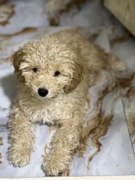 Мальтипу 4 месяца девочка