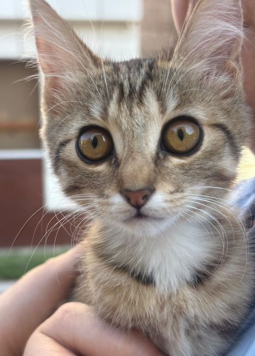 Котята бесплатно