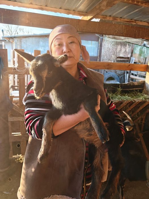 Козлята молочной породы.