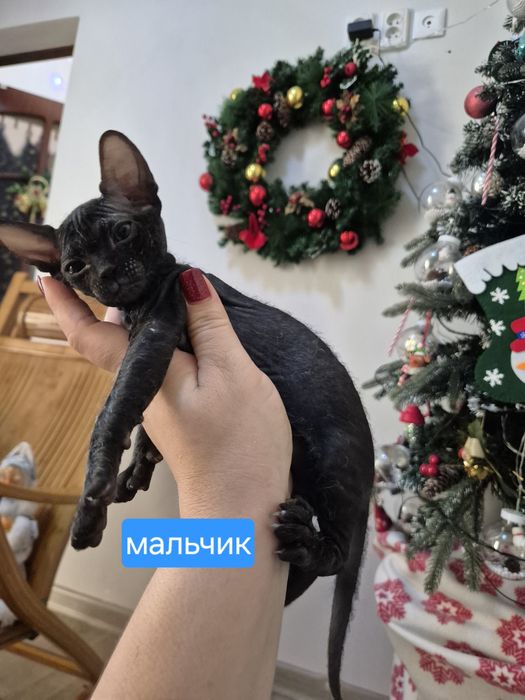 Котёнок донского сфинкса