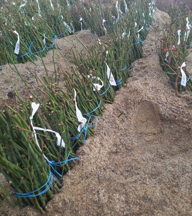 Butasi de trandafiri altoiti