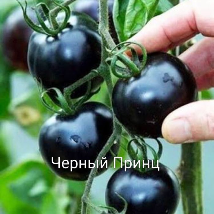 Рассада помидор в стаканчиках.