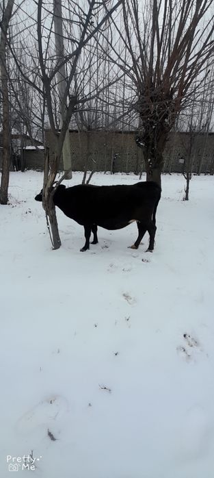 Bugoz 7 oydan oshgan