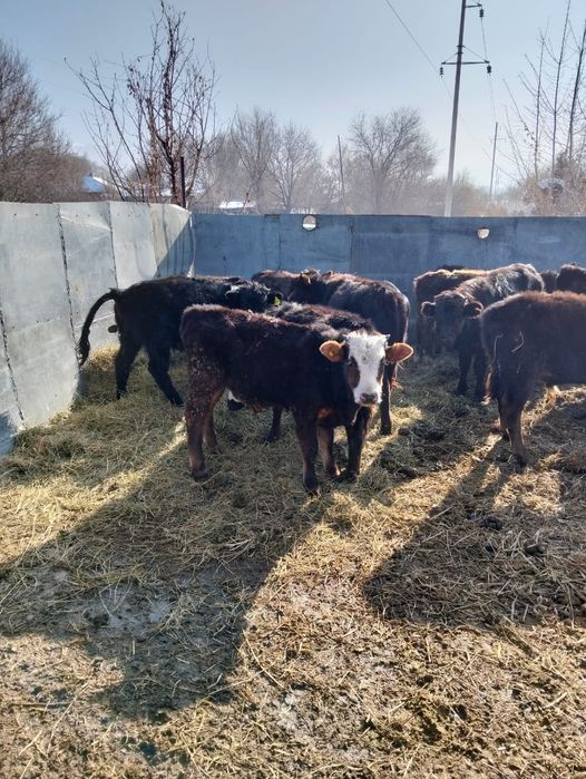 Продаются бычки .