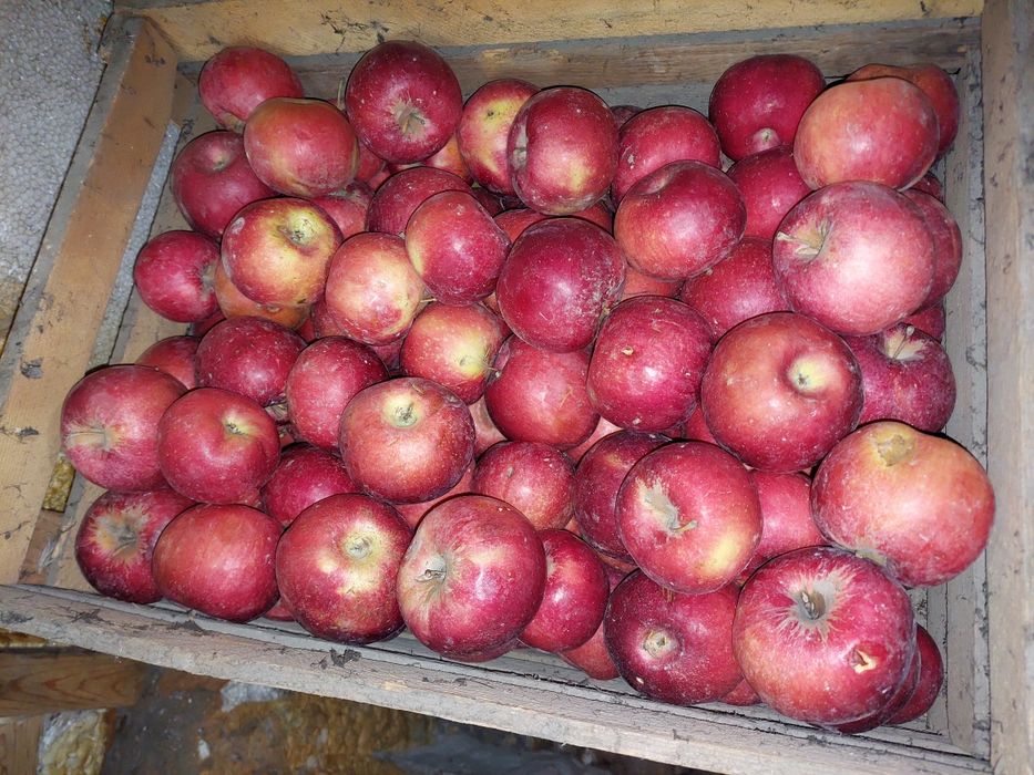 Продам яблоки город Талгар