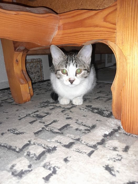 Мушуклар берлади