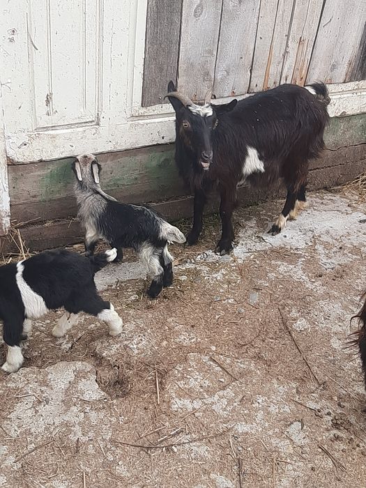 Vand 2 capre  bune de lapte și iezi, blânde și frumoase