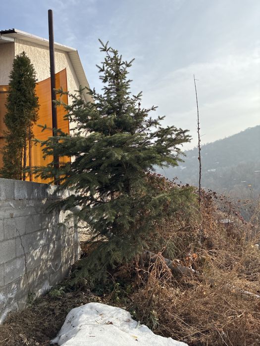 Елка продается живая