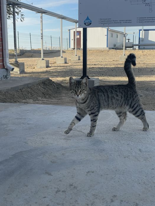 Котенок в добрые руки