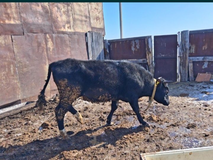 Продам двух быгов двухгодовалве