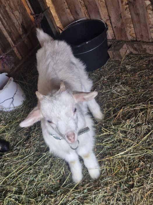 Iezi de vanzare viu sau carcasa