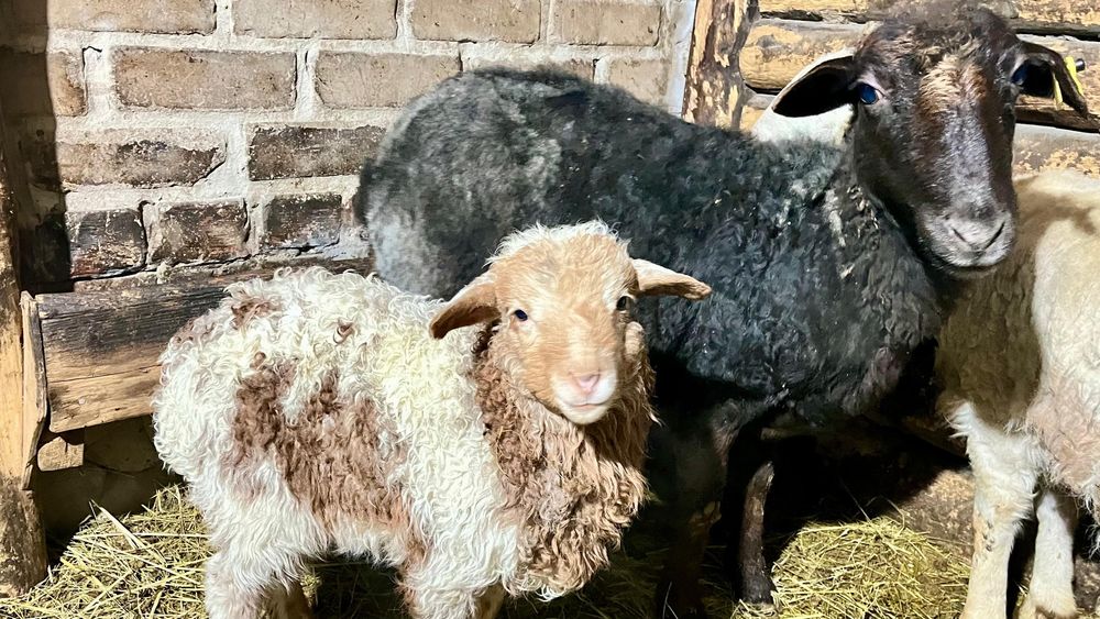 Продам овец с ягнятами