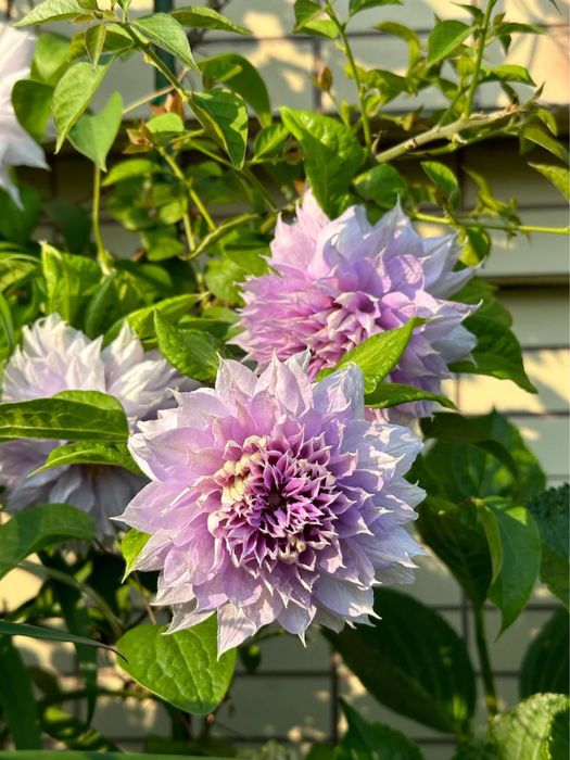 клематис belle of woking