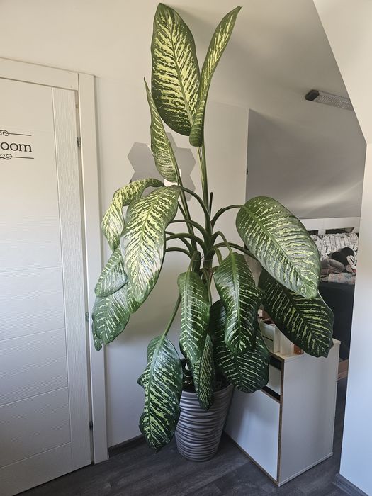 Vand floare de camera Dieffenbachia