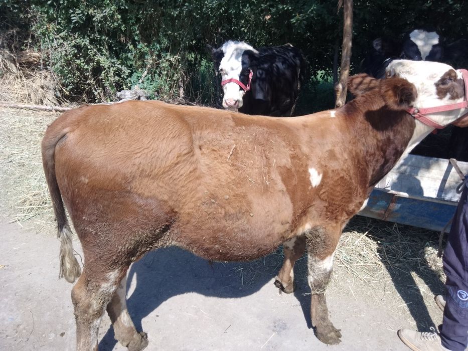 Парода букалар сотилади 15милёндан