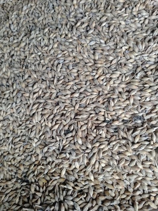 Ячмень, проллщщшгнпп