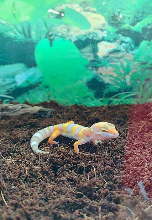 Эублефар. Малыш. Продается.