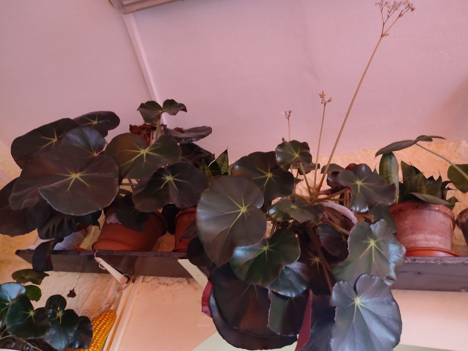 Plante apartament sau birou -- celeai mici preturi !!!