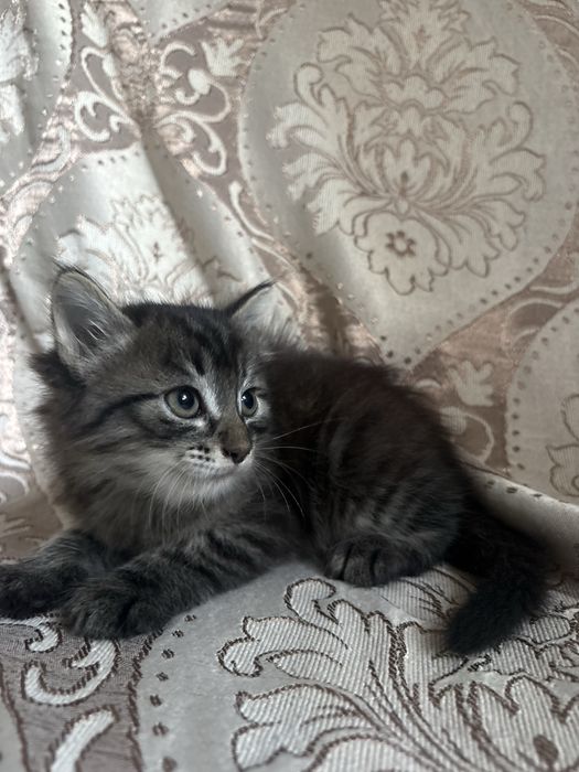 Котенок мальчик
