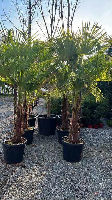 Palmieri trachycarpus fortunei rezistent la ger