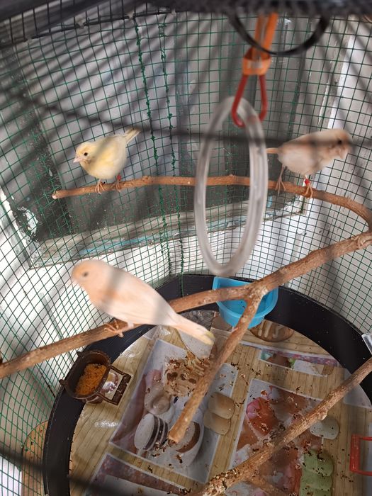 Канарейки Мозайки !!!