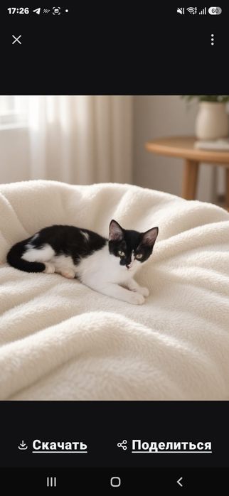 Выбор большой котят