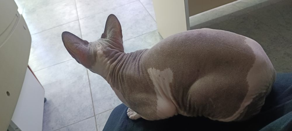 Канадский сфинкс Найден