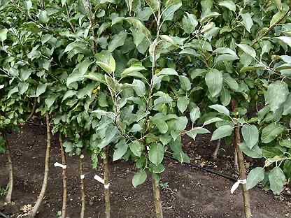 Саженцы Оптом Розница