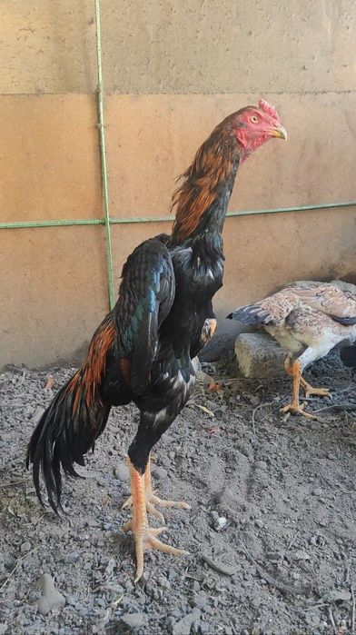 Продаются привозные корейские петухи