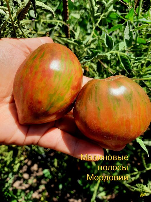 Семена коллекционных сортов томатов