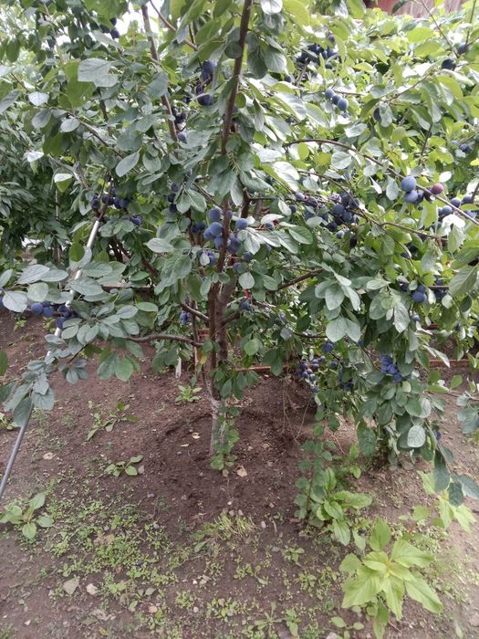 Продам дом все условия есть в доме